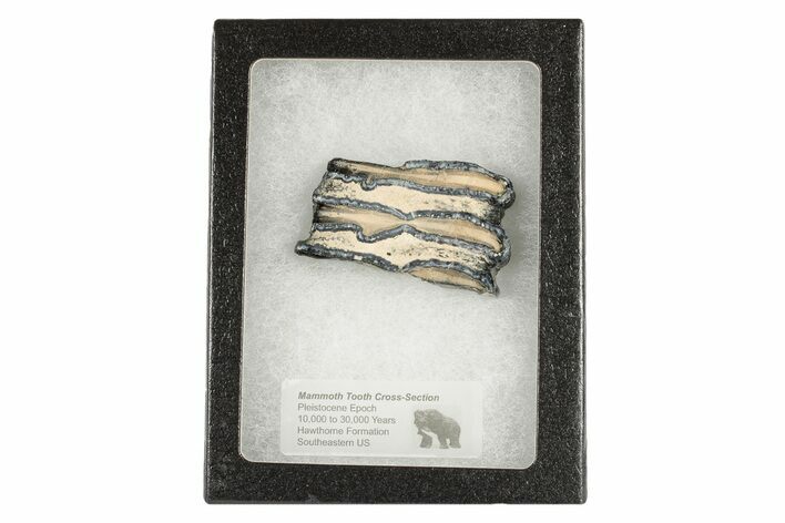 Mammoth Molar Slice with Case - South Carolina #193838